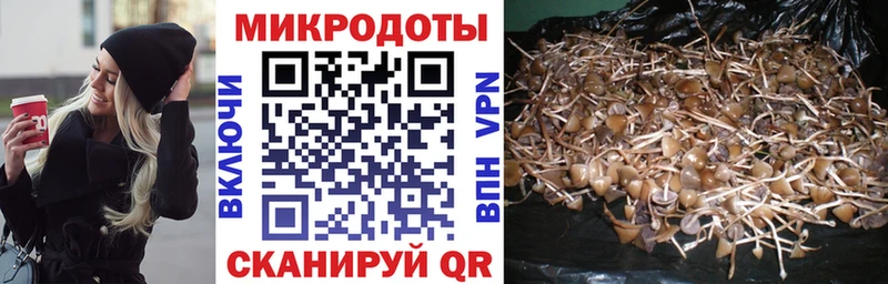 купить наркоту  Новочебоксарск  Псилоцибиновые грибы Psilocybine cubensis 